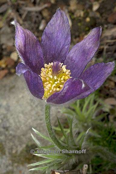 pulsatilla vulgaris 2 graphic